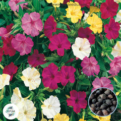 30 Mix Four O'clock Flowers Seeds 4 O'clock Seeds Perennial Seeds (Asia Flower) Mirabilis jalapa