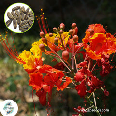 30 Red Pride of Barbados, Poinciana Caesalpinia Pulcherrima Peacock Flower Seeds (Flame Tree)(Asia Flower)