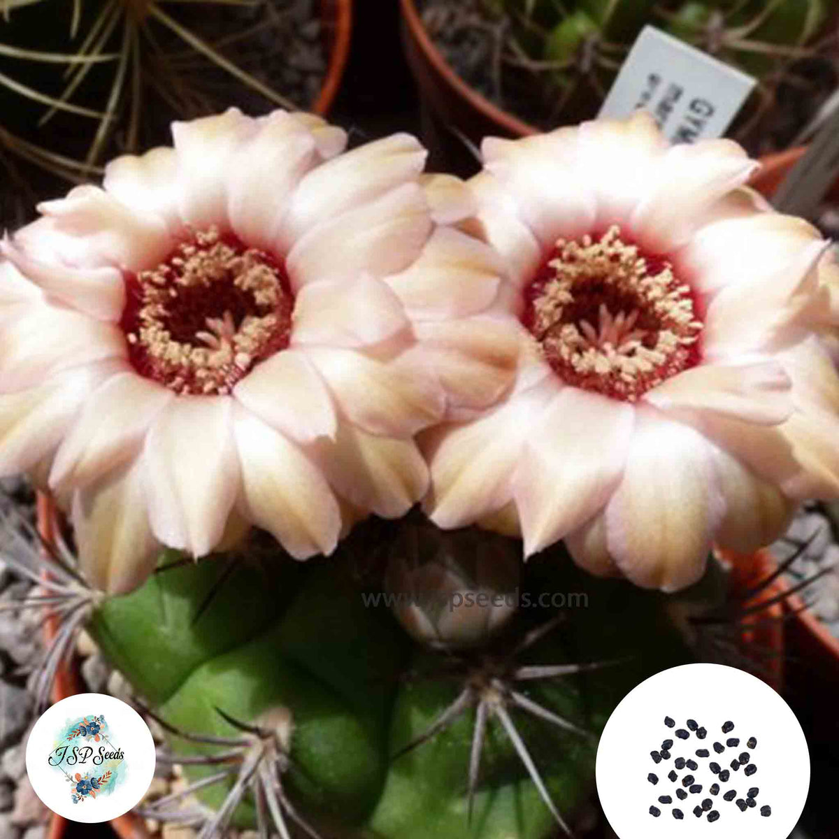 40 Seeds Gymnocalycium marquezii Cactus Succulent seeds