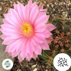 40 Seeds Echinocereus weinbergii Cactus Succulent seeds