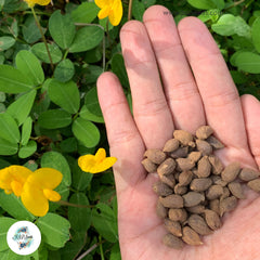 50 Pinto Peanut Amarillo Peanut Yellow Peanut Plant (Arachis pintoi) Seeds