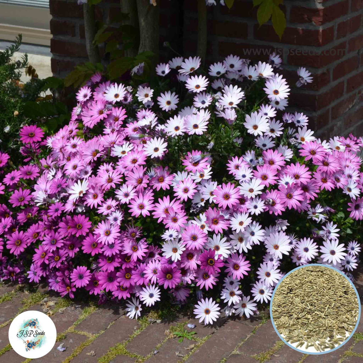 300 African Daisy Flower Seeds (Flower Plants)