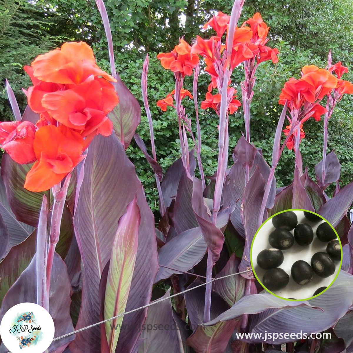 30 Red King Humbert CANNA LILY Indian Shot Canna Indica Flower Seeds Cannaceae (Asia Flower)