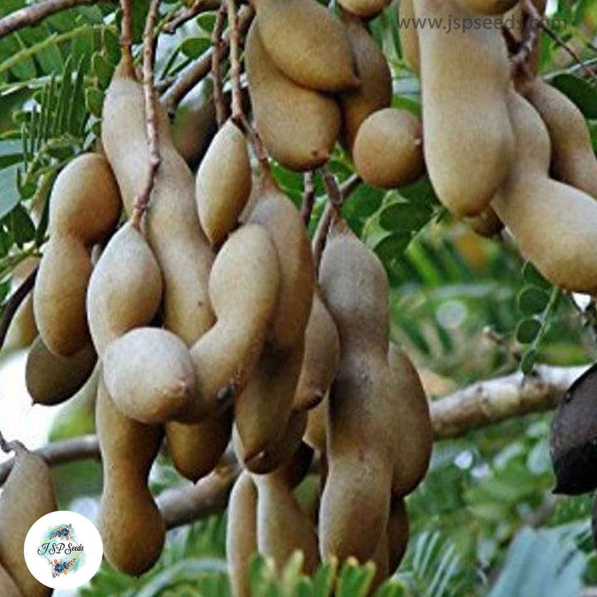 20 Thai Tamarind Fruit Seeds, TAMARINDUS INDICA, Sweet Indian date, makam Seeds (Asia Fruit)