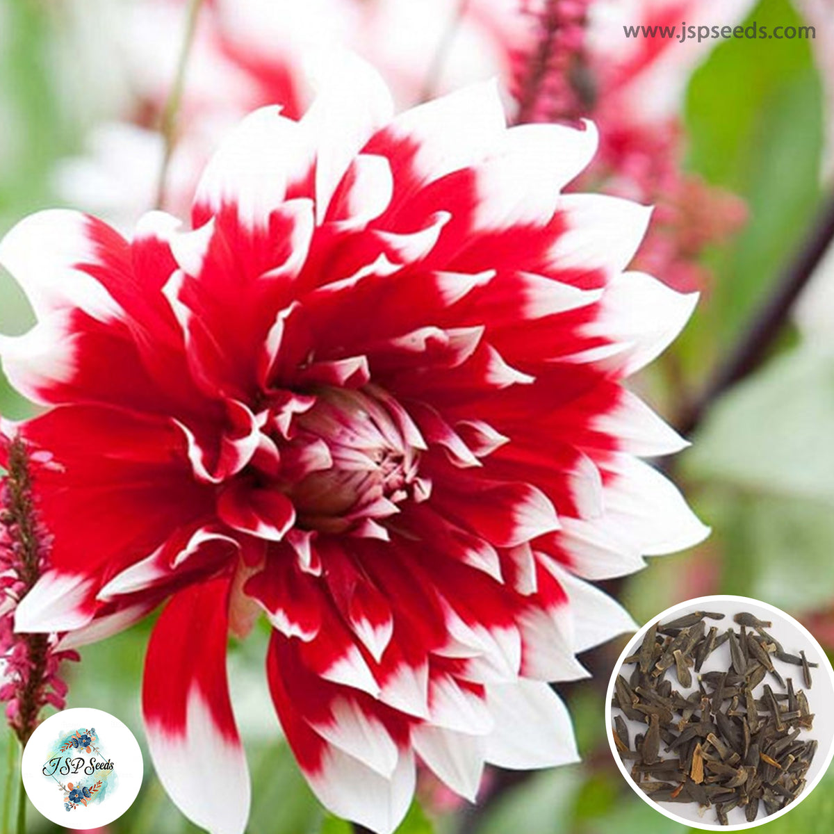 50 Santa Claus Dinner Plate Dahlia Seeds (Flower Garden Potted Plants)