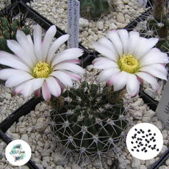 40 Seeds Acanthocalycium klimpelianum Cactus Succulent seeds