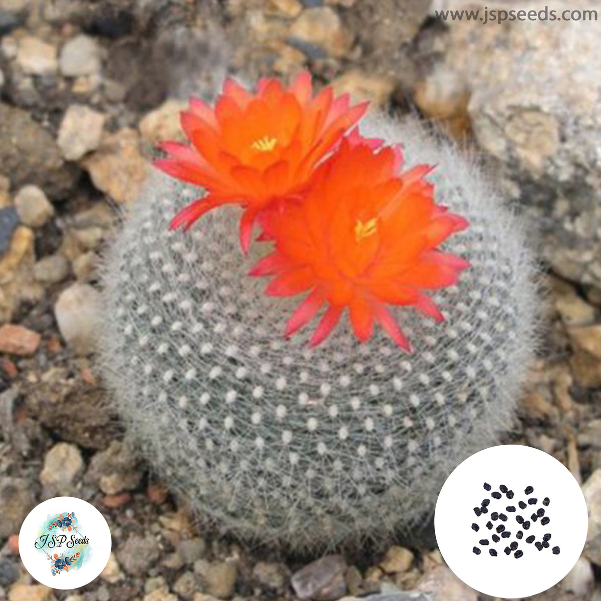 40 Seeds Brasilicactus haselbergii Cactus Succulent seeds