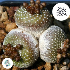 40 seeds Blossfeldia fechseri  Cactus Succulent seeds