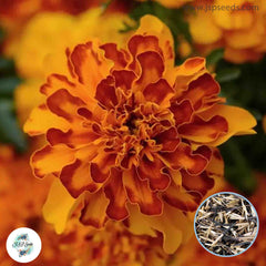 200 Bolero French Marigold Double Dwarf Flowers Heirloom Seeds (Asia Flower)