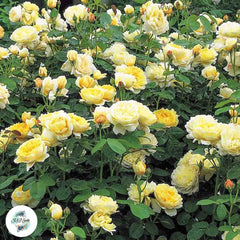 50 Heirloom Charlotte English Rose flower Bonsai Garden Seeds