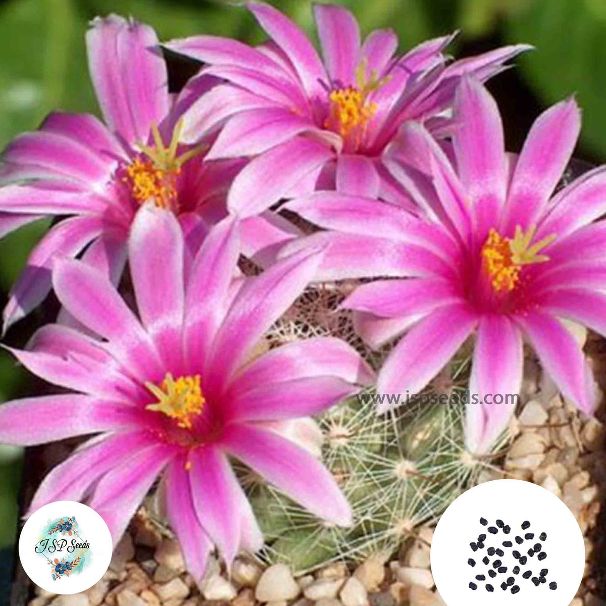 40 Seeds Mammillaria boolii Cactus Succulent seeds