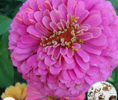 100 Pink Zinnia California Giant Flower Seeds Big Blooms