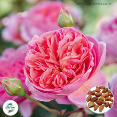 50 Heirloom Boscobel English Rose flower Bonsai Garden Seeds