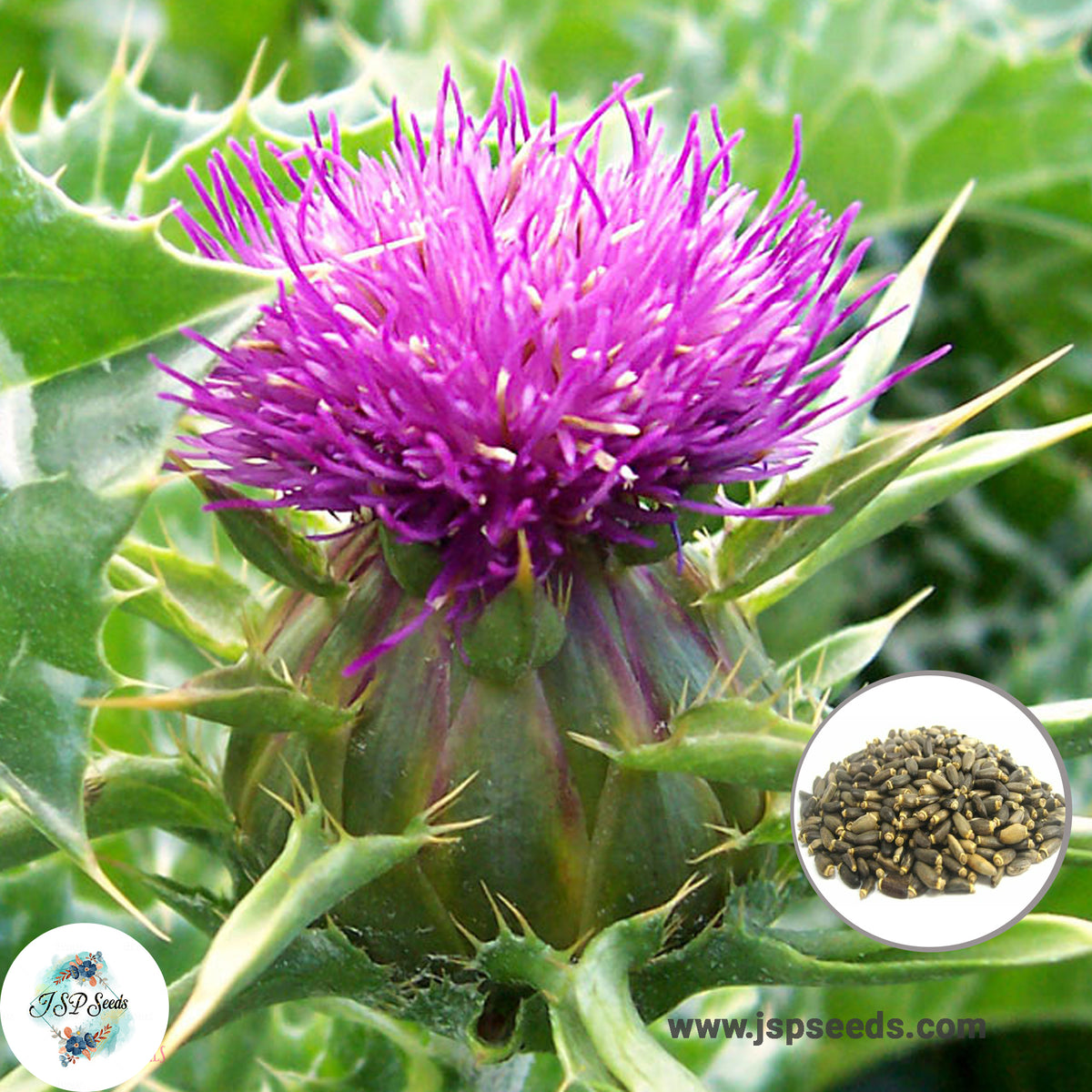 100 Milk Thistle Seeds