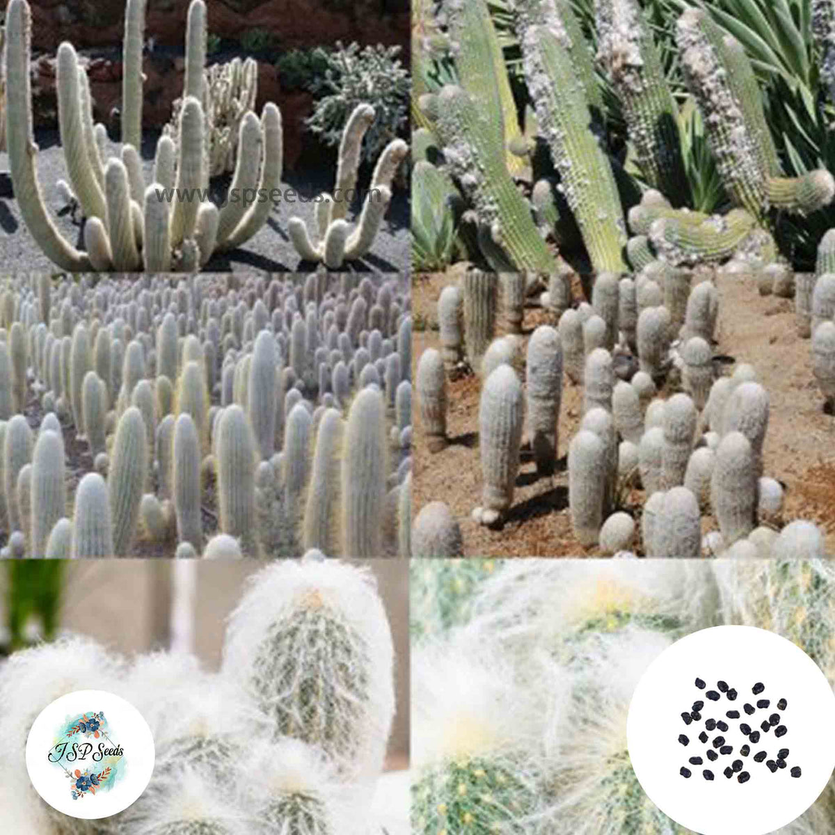 40 Seeds Espostoa mix Cactus Succulent seeds