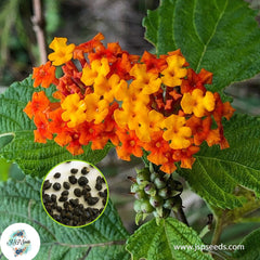 30 Lantana Camara Flower Perennial Herb Gorgeous Bonsai Tree Plant Home Garden Potted Seeds