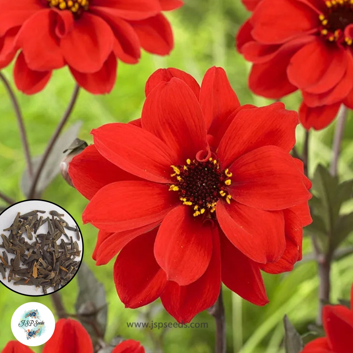 50 Bishop of Llandaff Dahlia Seeds (Flower Garden Plants)