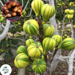 30 Striped Tiger Ficus Carica Seeds Fig Seeds Tropical Bonsai Rare Fruit Seeds