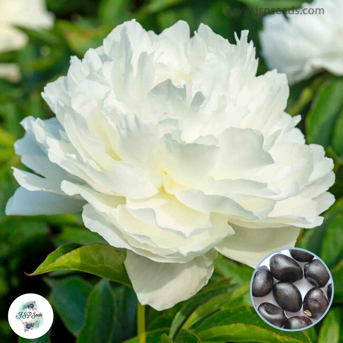 20 Shirley Temple Peony Paeoniaceae Paeonia suffruticosa Tree Flower Plant Seeds (Lucky Flower) (Flower Garden Potted Plants)