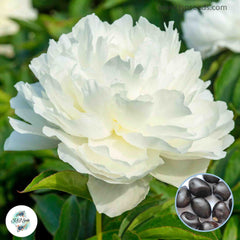 20 Shirley Temple Peony Paeoniaceae Paeonia suffruticosa Tree Flower Plant Seeds (Lucky Flower) (Flower Garden Potted Plants)