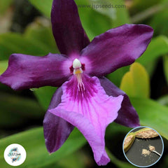 50 Purple Miltonia Orchid flower Seeds (Flower Garden Potted Plants)Thailand Orchids