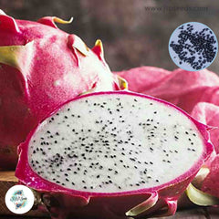 50 White Dragon Fruit Seeds Pitaya Pitahaya Hylocereus Undatus Cactus Seeds (Asia Fruit)