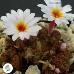 Conophytum pellucidum ssp lilianum / 40 seeds