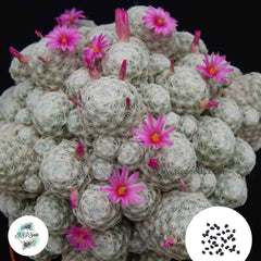 40 Seeds Mammillaria humboldtii v. caespitosa Cactus Succulent seeds