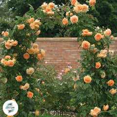 50 Heirloom Crown Princess Margareta English Rose flower Bonsai Garden Seeds