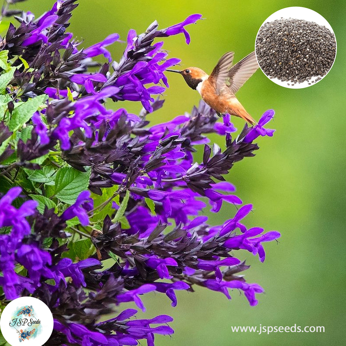 200 Dark Purple Salvia Perennial Hummingbirds Butterflies Flower Seeds