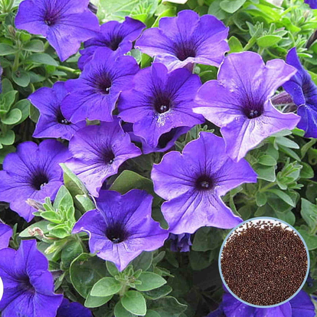 1000 Purple Carpet Petunia Seeds Grandiflora, Multiflora, Milliflora Perennial Flowers Annual Seeds (Flower)