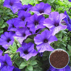 1000 Purple Carpet Petunia Seeds Grandiflora, Multiflora, Milliflora Perennial Flowers Annual Seeds (Flower)