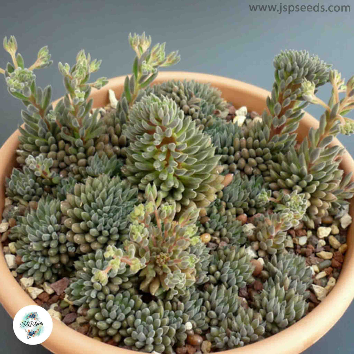 Sinocrassula yunnanensis (Chinese jade plant) / 40 seeds