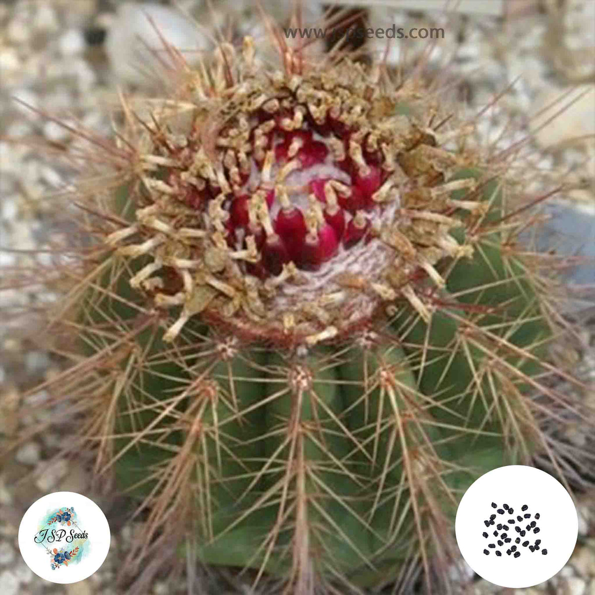 40 Seeds Melocactus rubriseatosus Cactus Succulent seeds