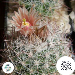 40 Seeds Escobaria moelleriana Cactus Succulent seeds