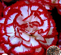 100 White Red Carnation Seeds Dianthus Flowers Seed Flower Perennial