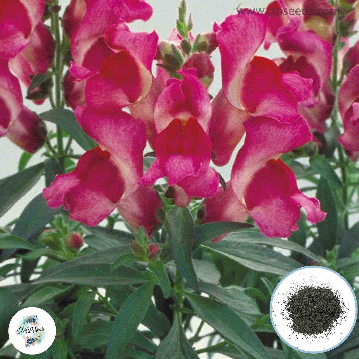 300 Floral Showers Snapdragons (Antirrhinum majus) Seeds (Flower Garden Plants)