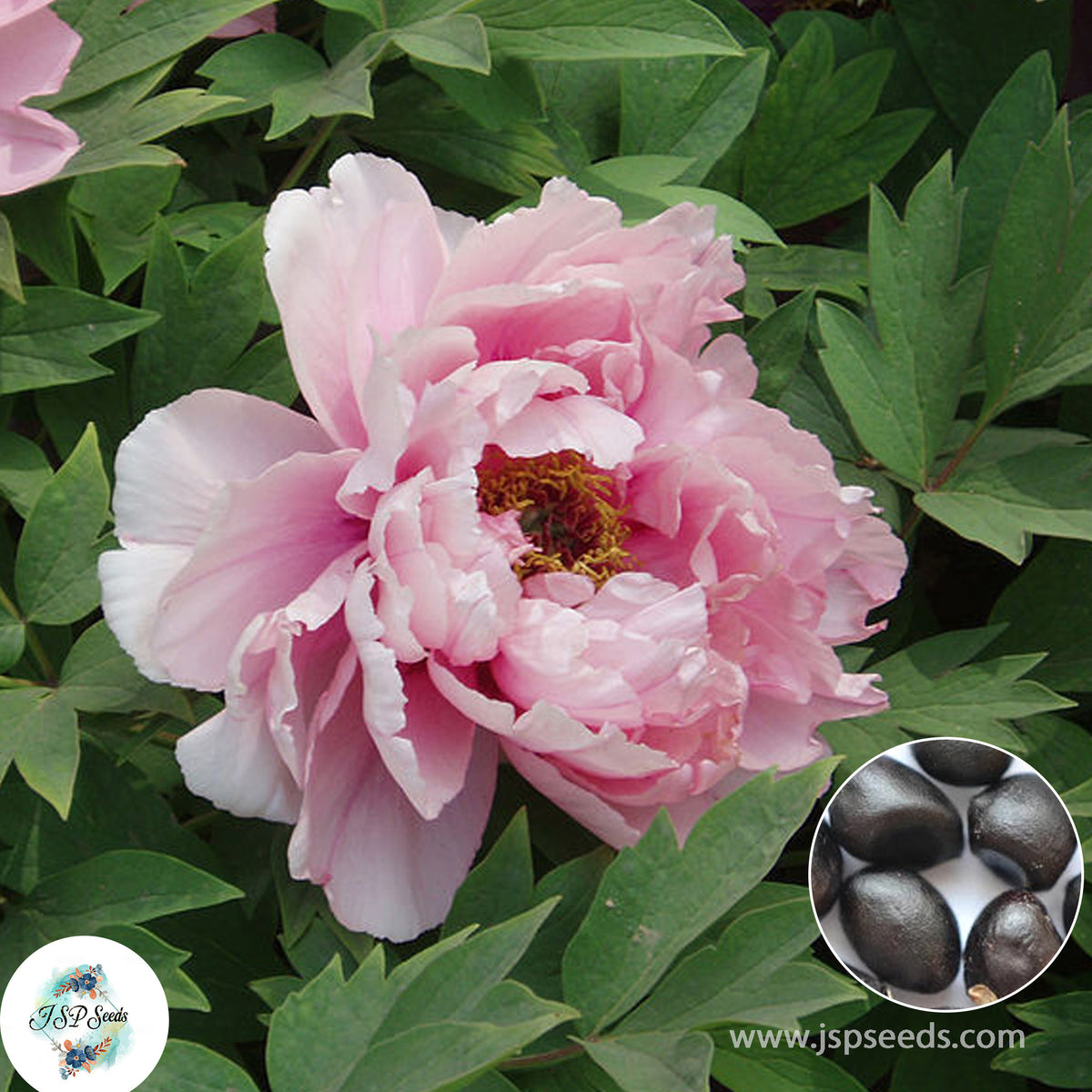 20 Sarah Bernhardt Peony Paeoniaceae Paeonia suffruticosa Tree Flower Plant Seeds (Lucky Flower) (Flower Garden Potted Plants)