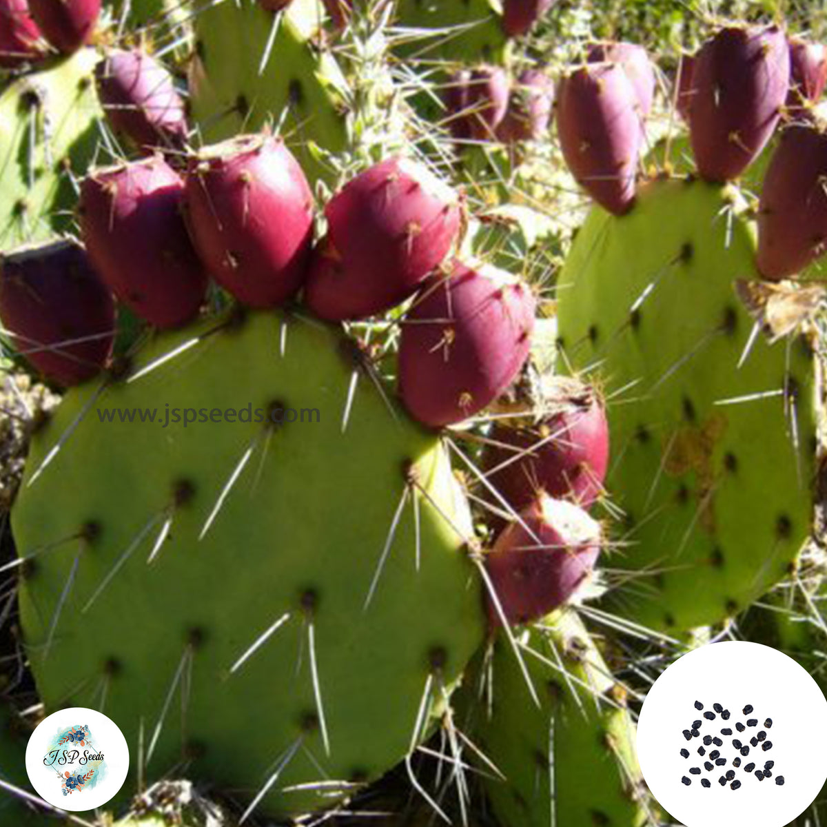 40 Seeds Opuntia engelmannii Cactus Succulent seeds