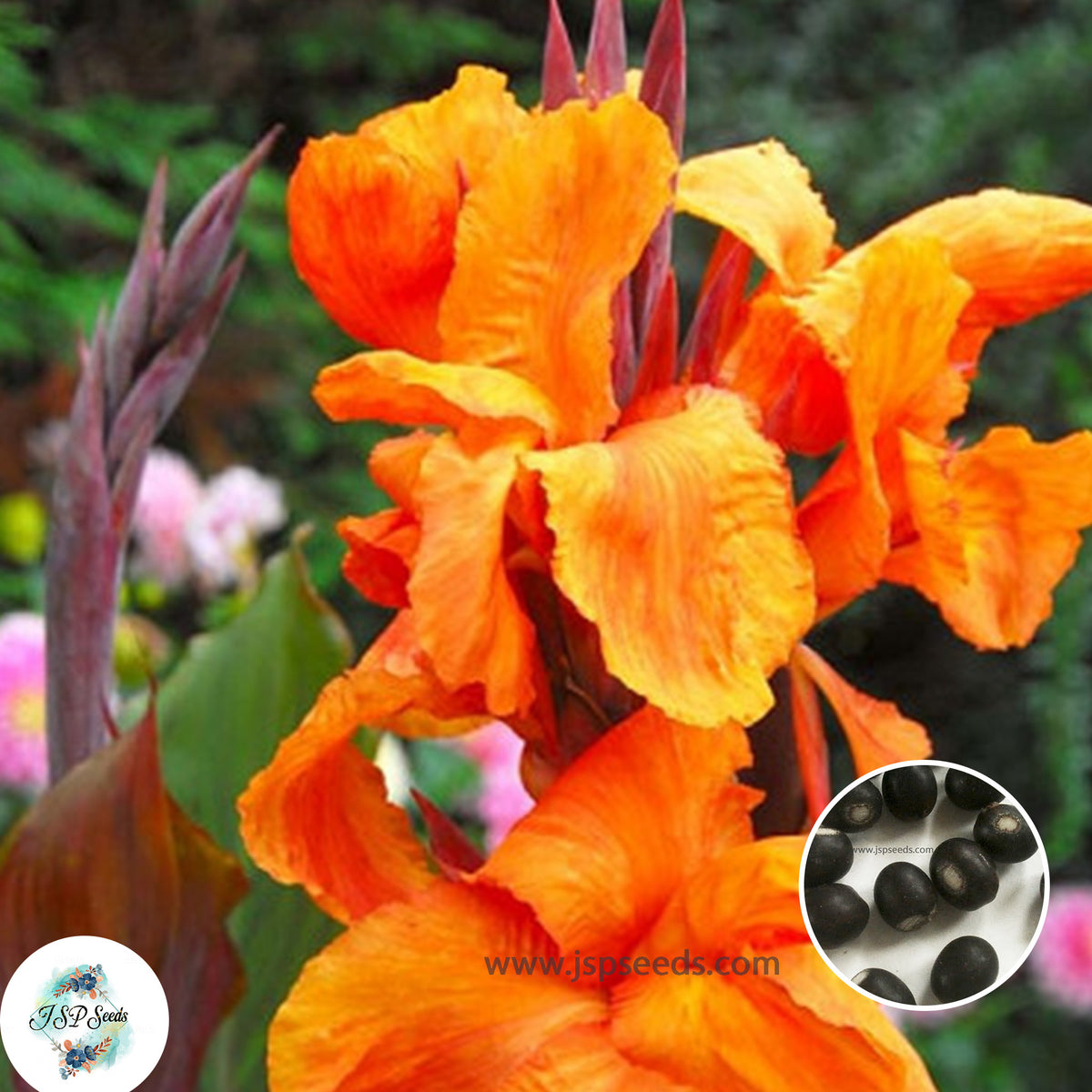 30 Wyoming CANNA LILY Indian Shot Canna Indica Flower Seeds Cannaceae (Asia Flower)