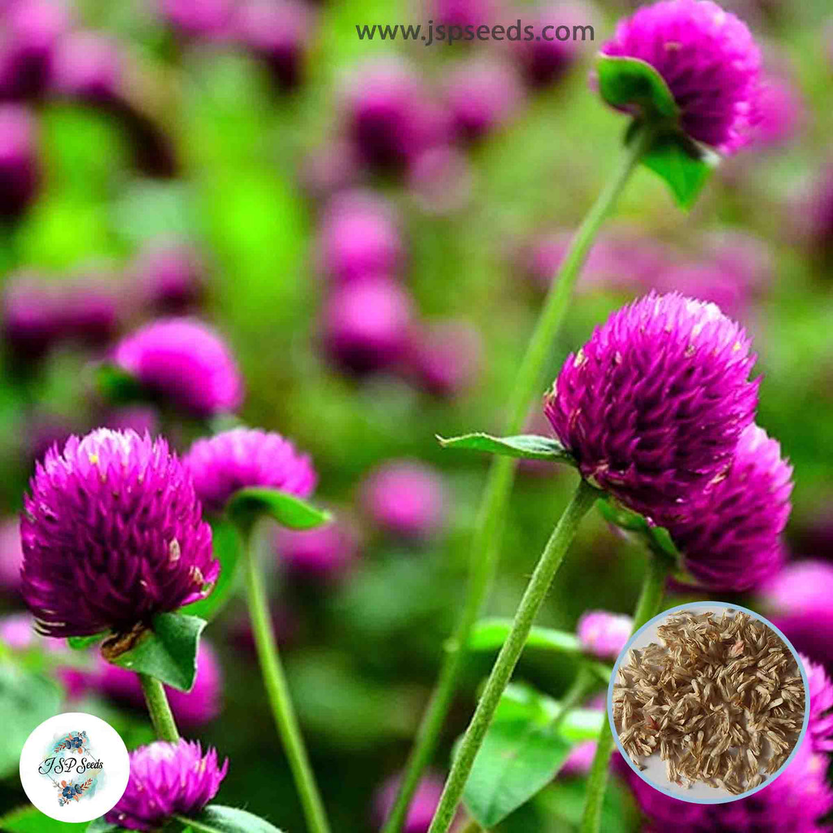 200 Purple Globe Amaranth Bachelor Button (Gomphrena haageana) Seeds (Asia Flower)