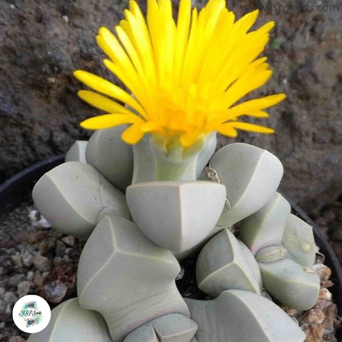 Lapidaria margaretae (Karoo Rose) / 40 seeds