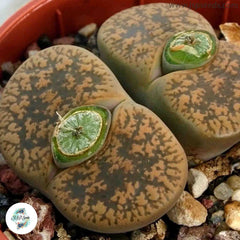 Lithops lesliei v hornii C364 / 40 seeds (Living Stones)