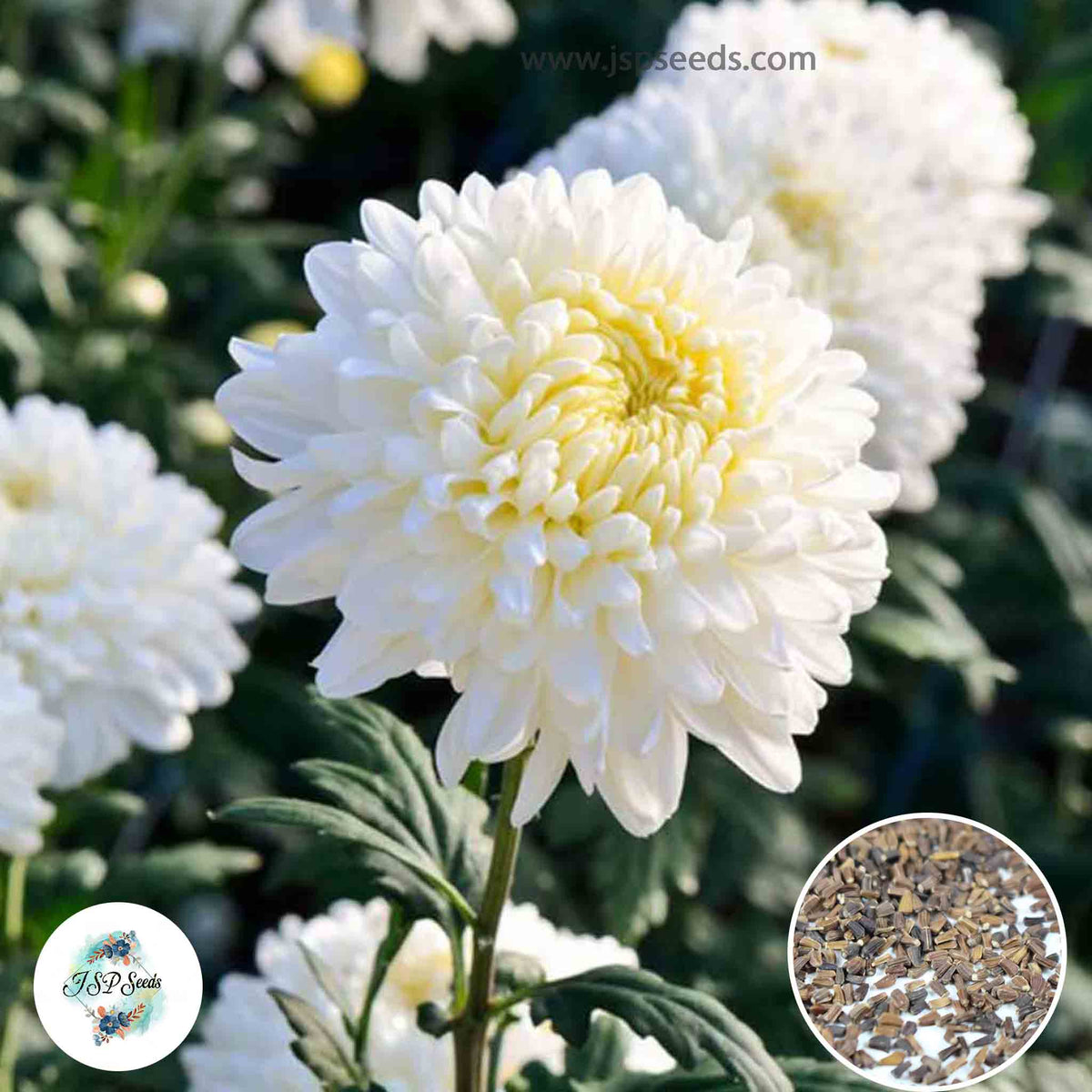 300 White Chrysanthemum Puff Aster Perennial Heirloom Flower Seeds