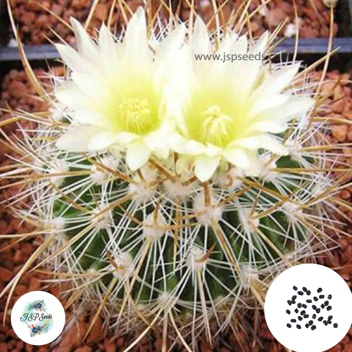 40 Seeds Echinofossulocactus albatus Cactus Succulent seeds