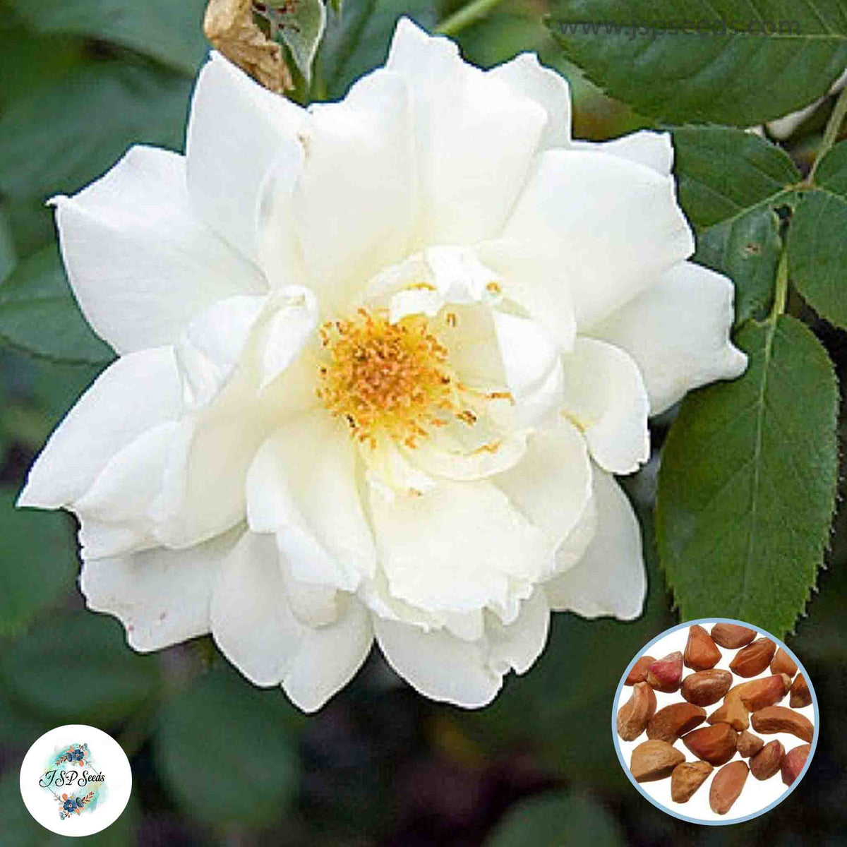 50 Heirloom Moonlight Mini Miniature Rose Rosa bush Fragrant flower Bo ...