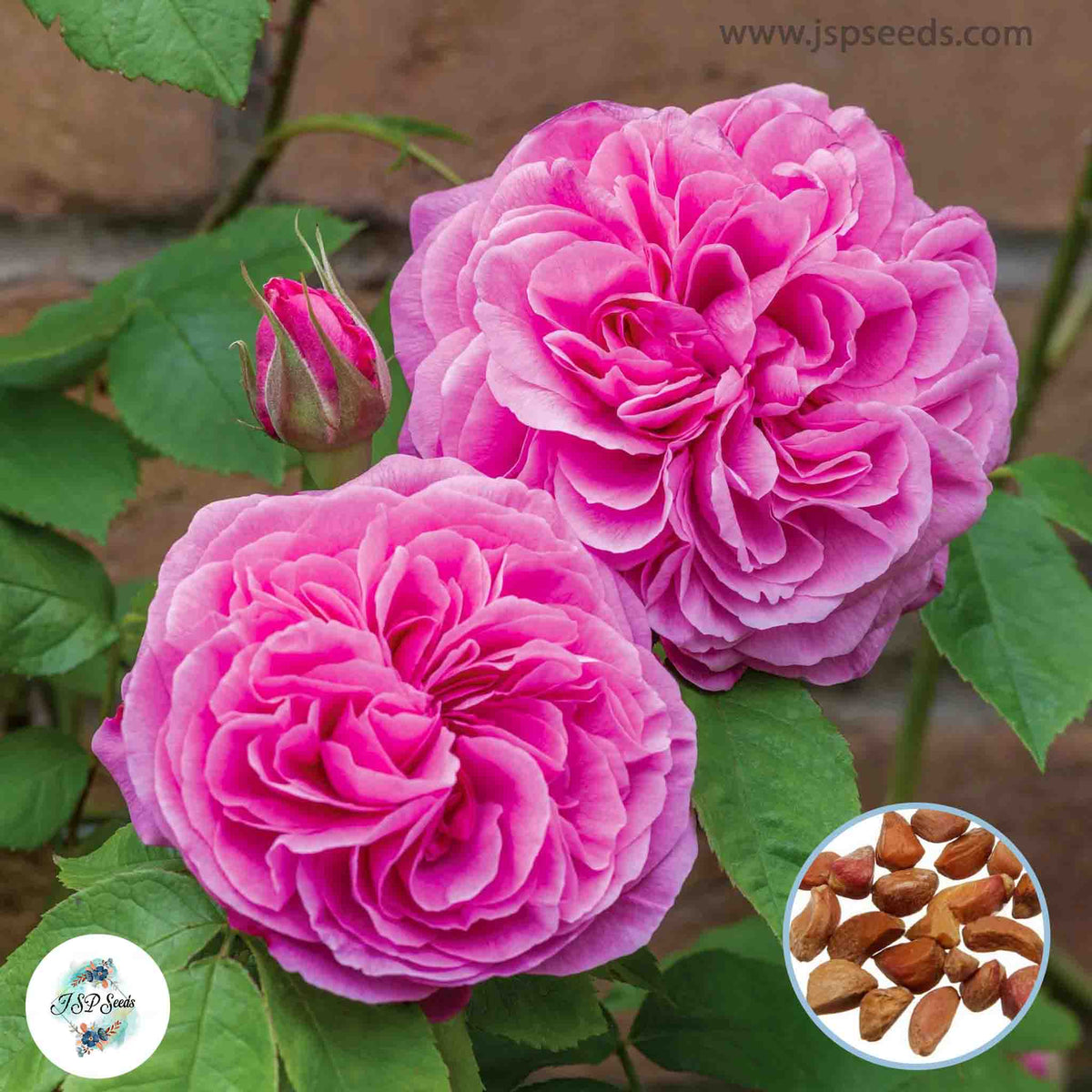 50 Heirloom Gertrude Jekyll English Rose flower Bonsai Garden Seeds