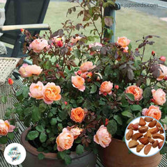 50 Heirloom Lady Emma Hamilton English Rose flower Bonsai Garden Seeds