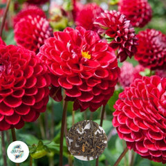 50 Cornel Dahlia Seeds (Flower Garden Plants)