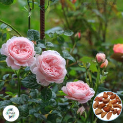 50 Heirloom Queen of Sweden English Rose flower Bonsai Garden Seeds